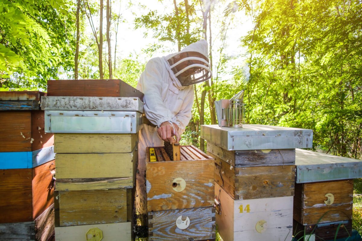 beekeeper in forest
