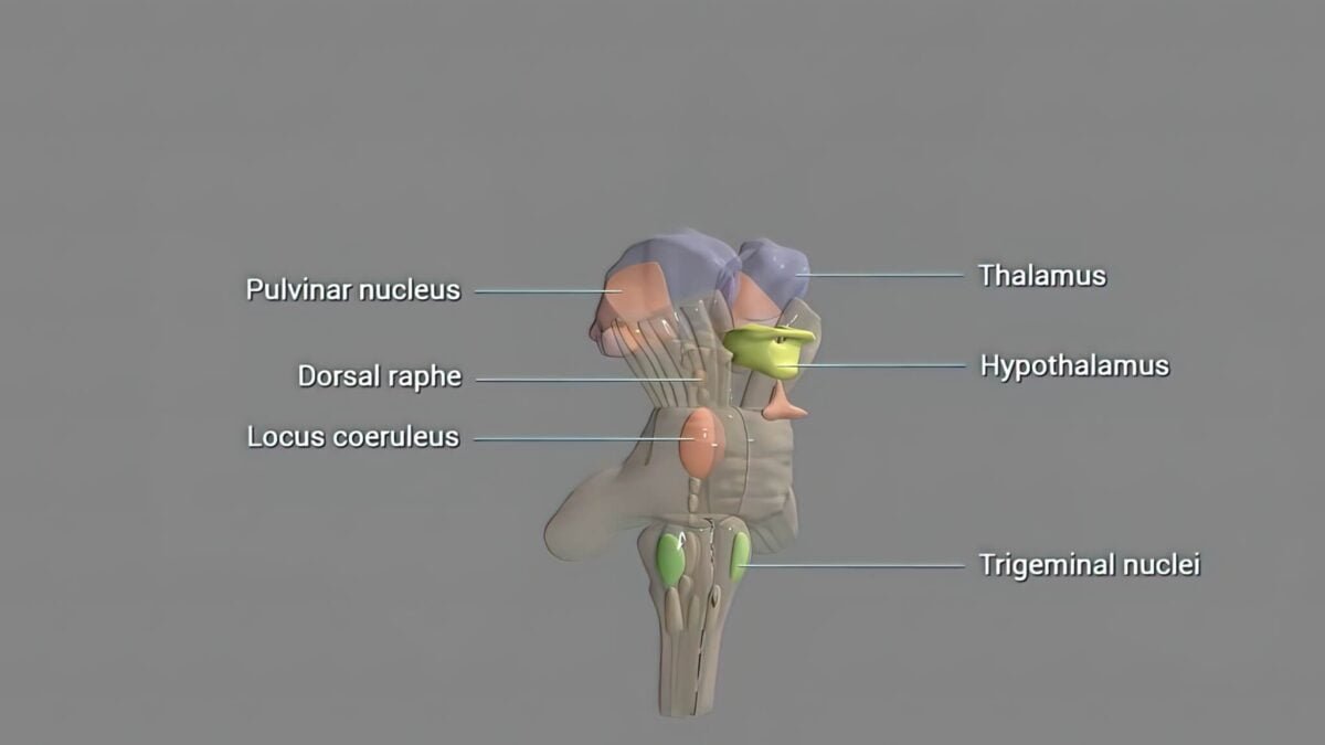 hypothalamus diagram