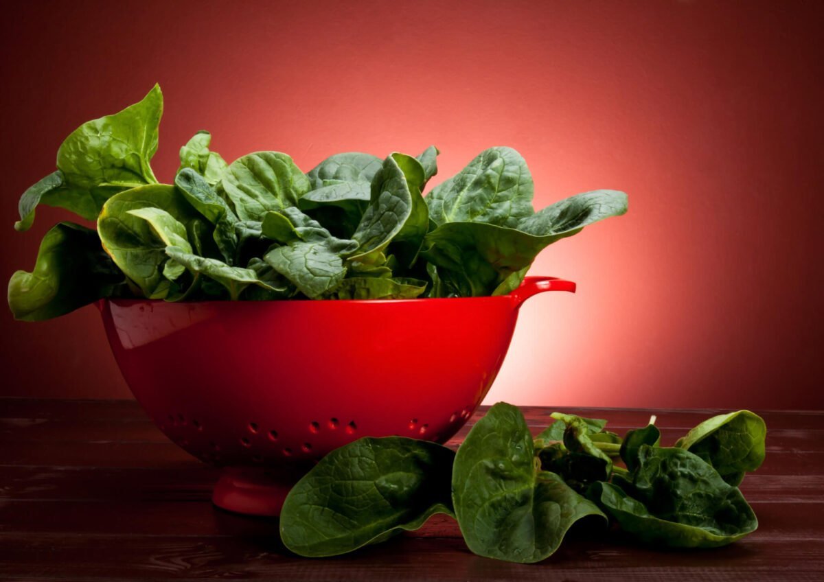 Leafy spinach uncooled in a red colander