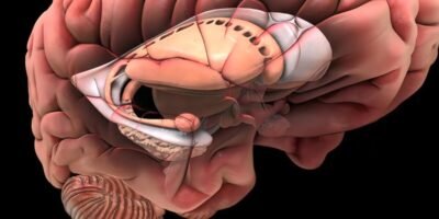 Brain damage is an injury that causes the destruction or deterioration of brain cells. 3D illustration